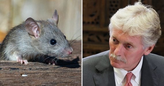 Potkan a Peskov