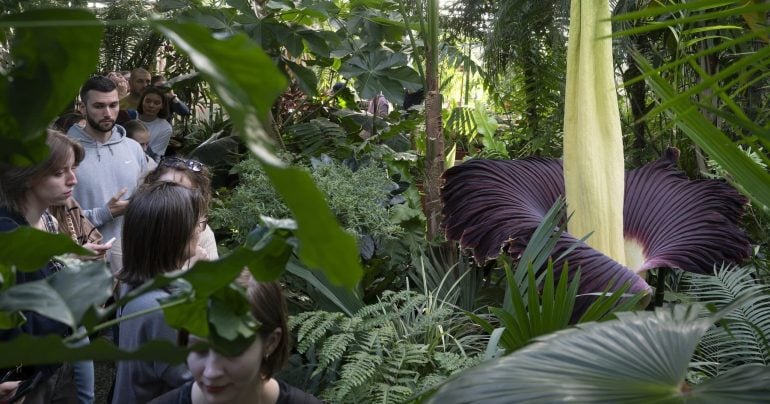 Raritný zmijovec obrovský (Amorphophallus titanum), ktorý rozkvitol v Botanickej záhrade Univerzity Komenského (UK) v Bratislave 18. októbra 2026. Jeho výška