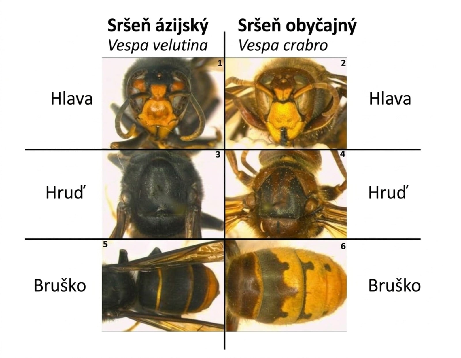 Rozdiely medzi sršňami