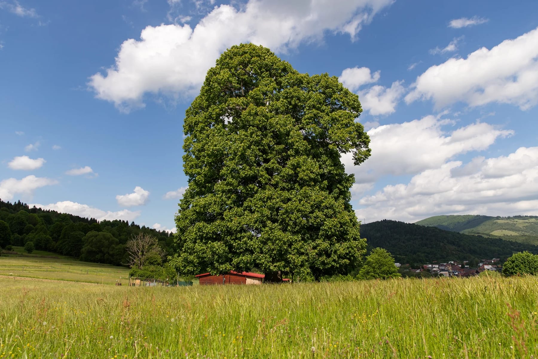 Tretí strom v ankete Strom roka