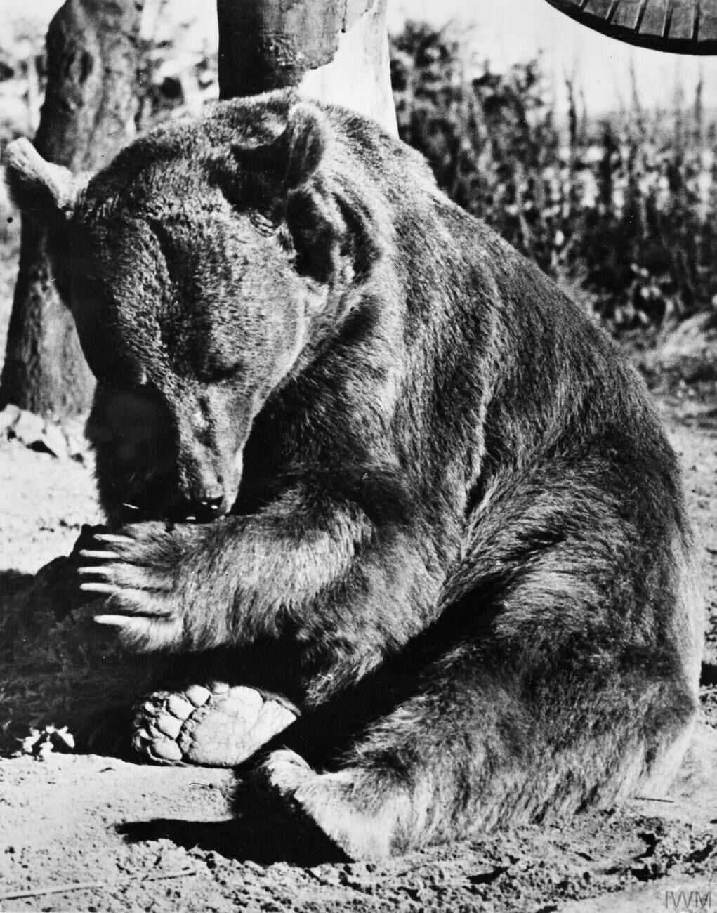Medveď Wojtek na farme