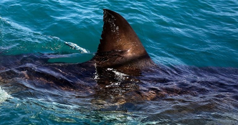 The fin of a great white shark swims in the waters off Gansbaai, South Africa, Aug